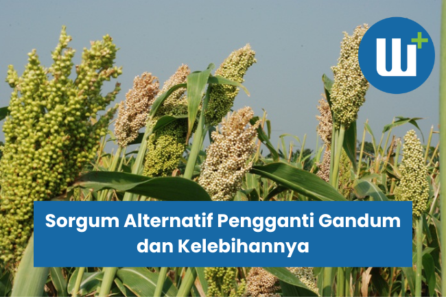 Sorgum Alternatif Pengganti Gandum dan Kelebihannya